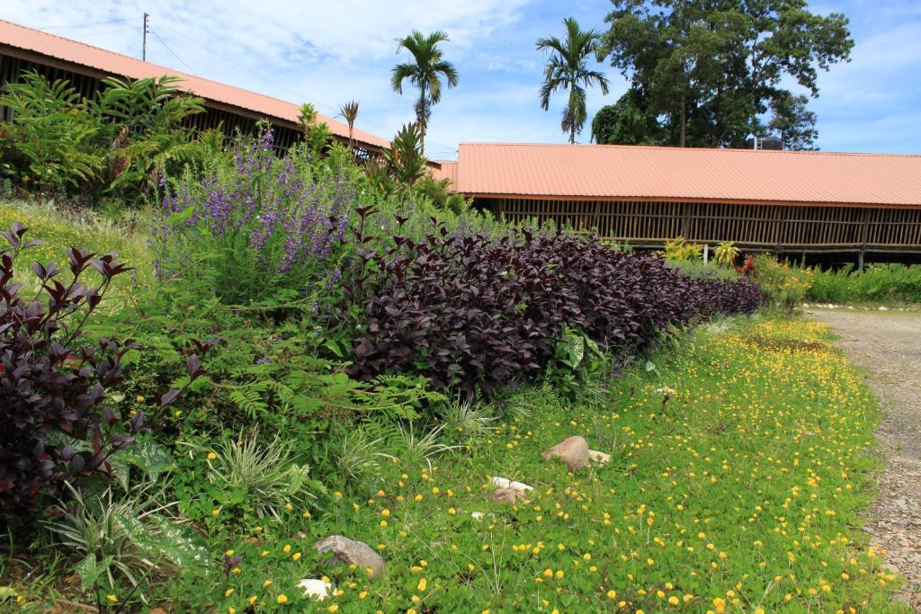 Sabah Tea Garden-Longhouses Ranau Eksteriør bilde