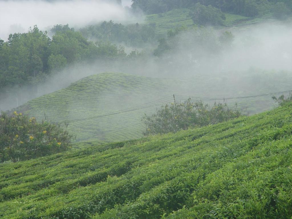 Sabah Tea Garden-Longhouses Ranau Eksteriør bilde