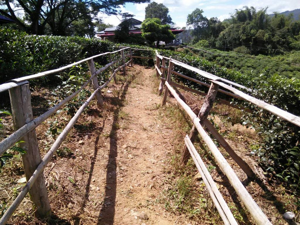 Sabah Tea Garden-Longhouses Ranau Eksteriør bilde